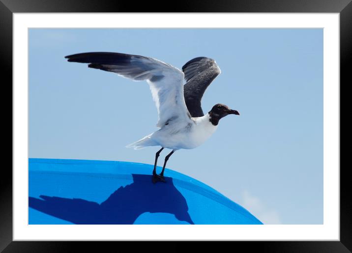 Florida Laughing Gull Framed Mounted Print by Lawrence Ott