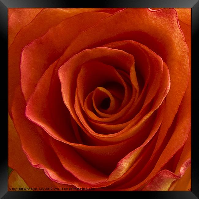 Roses are Red Framed Print by Andrew Ley