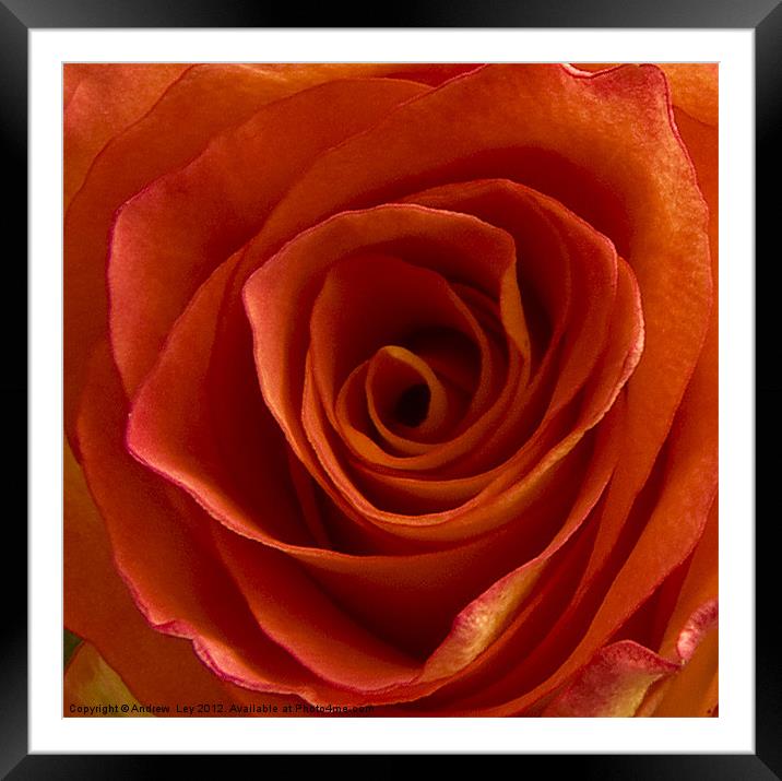 Roses are Red Framed Mounted Print by Andrew Ley