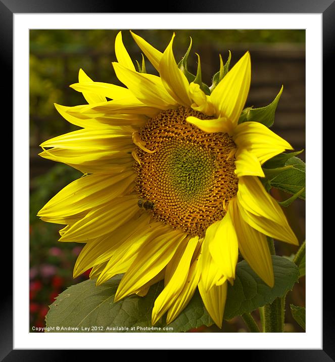 Sunny Sunflower Framed Mounted Print by Andrew Ley