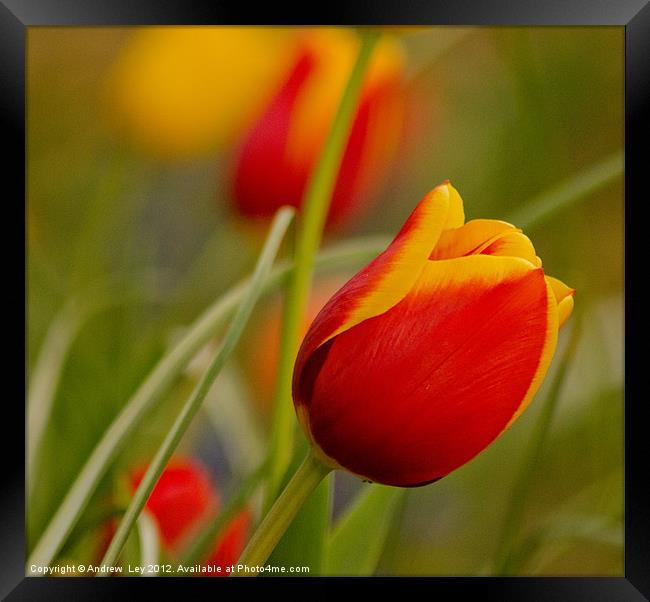 Tulips Framed Print by Andrew Ley