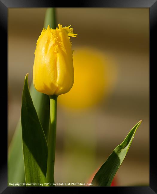 Yellow Tulip Framed Print by Andrew Ley