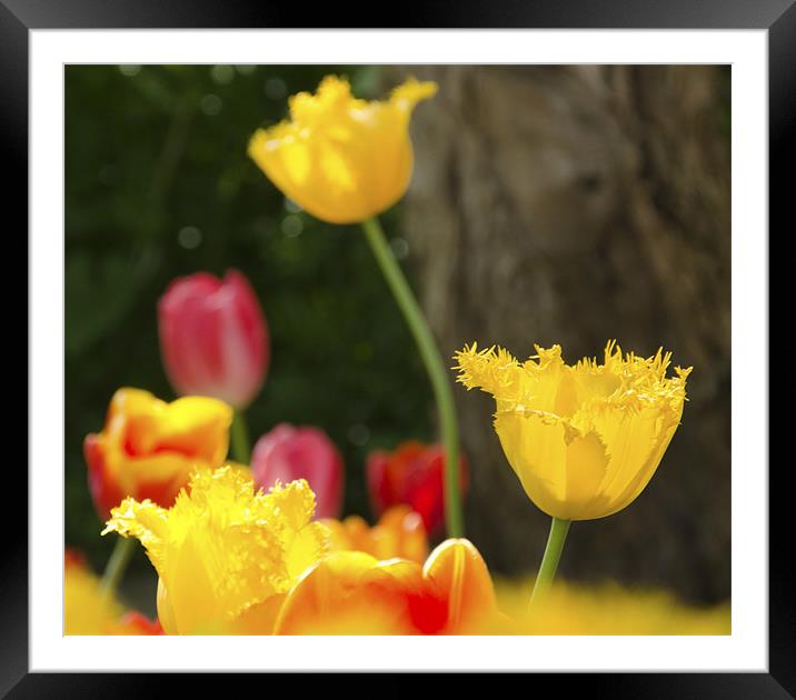 Yellow Tulips Framed Mounted Print by Andrew Ley