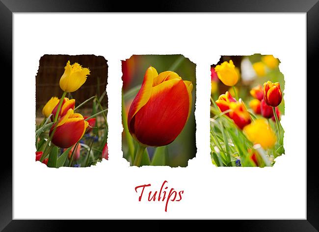 A Triptych of Tulips Framed Print by Andrew Ley