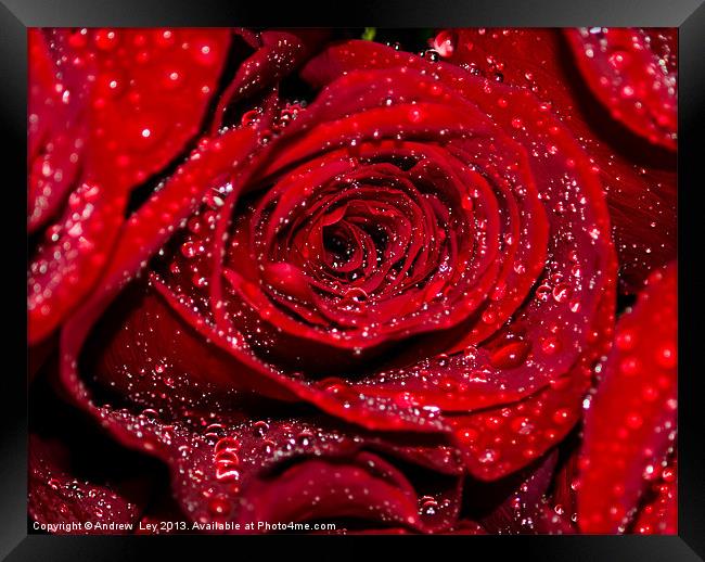 Red Rose with water drops Framed Print by Andrew Ley