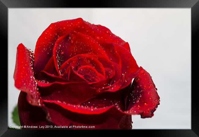 Red Rose and water droplets Framed Print by Andrew Ley