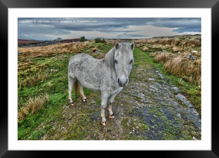 A wild welsh pony Framed Mounted Print by carl blake