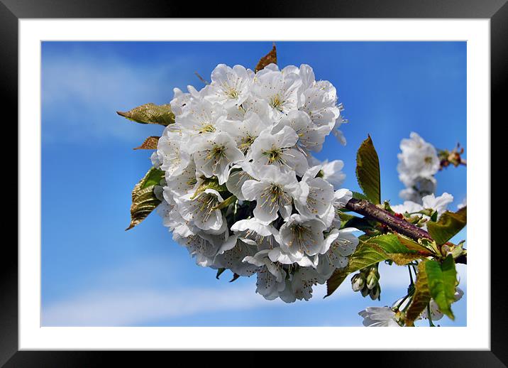 apple blossum Framed Mounted Print by carl blake
