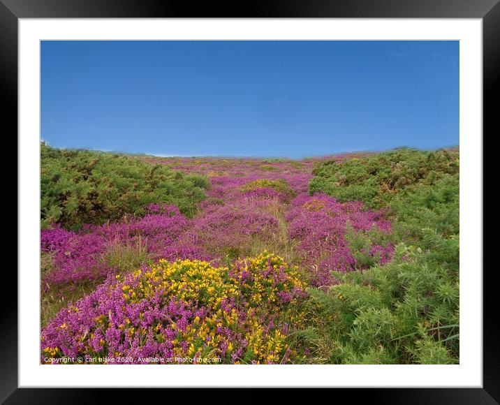  wild heather in jersey Framed Mounted Print by carl blake