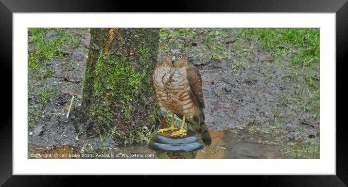 A hawk standing on a garden lamp Framed Mounted Print by carl blake