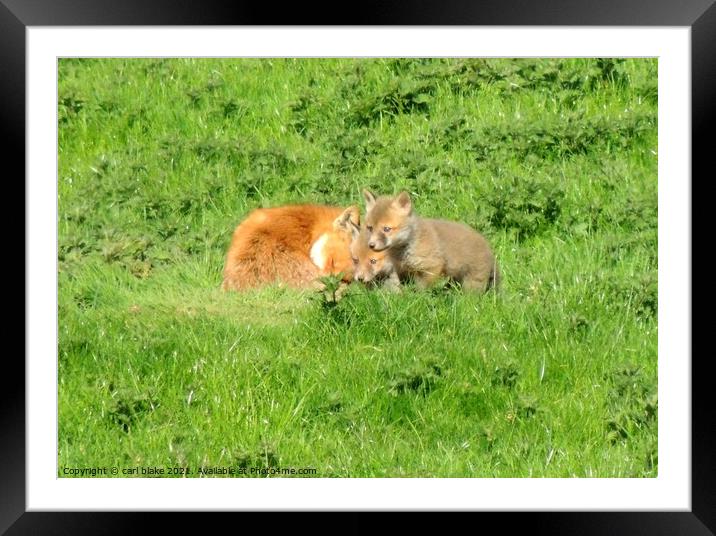 fox with cubs Framed Mounted Print by carl blake