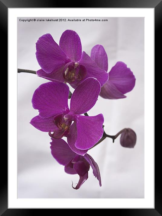 Pink Orchids Framed Mounted Print by claire lukehurst
