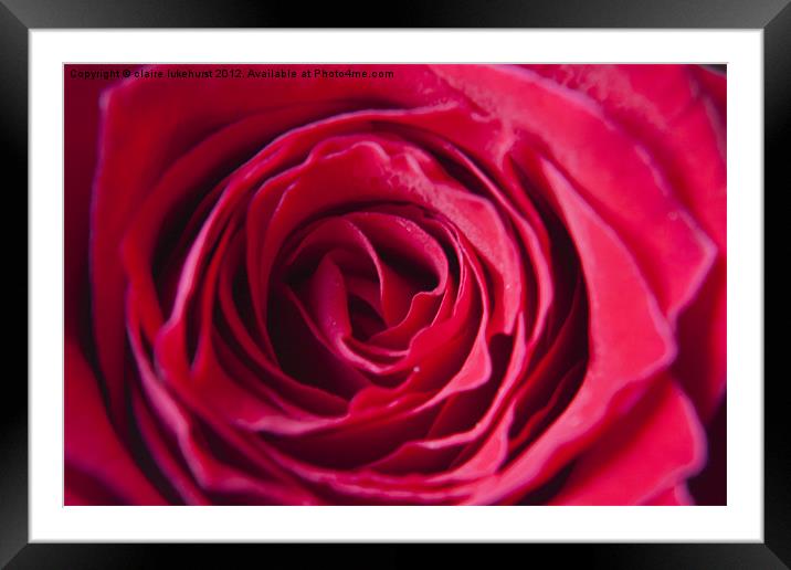 Red Red Rose Framed Mounted Print by claire lukehurst