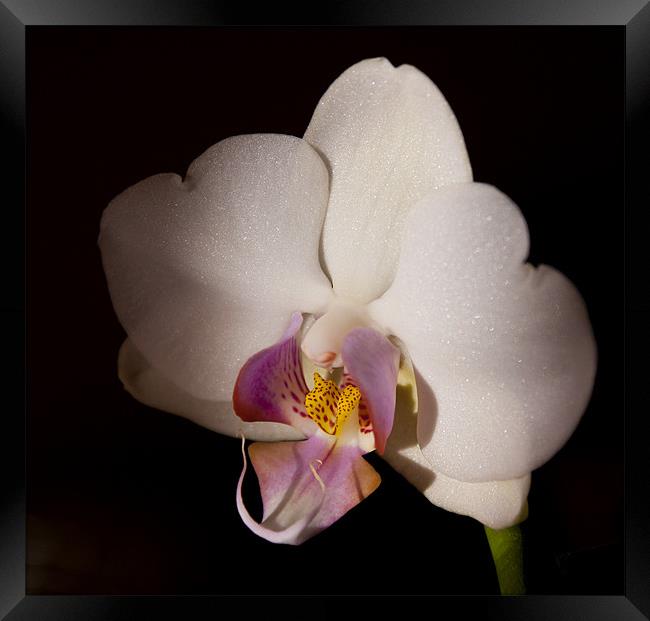 White Orchid Framed Print by claire lukehurst