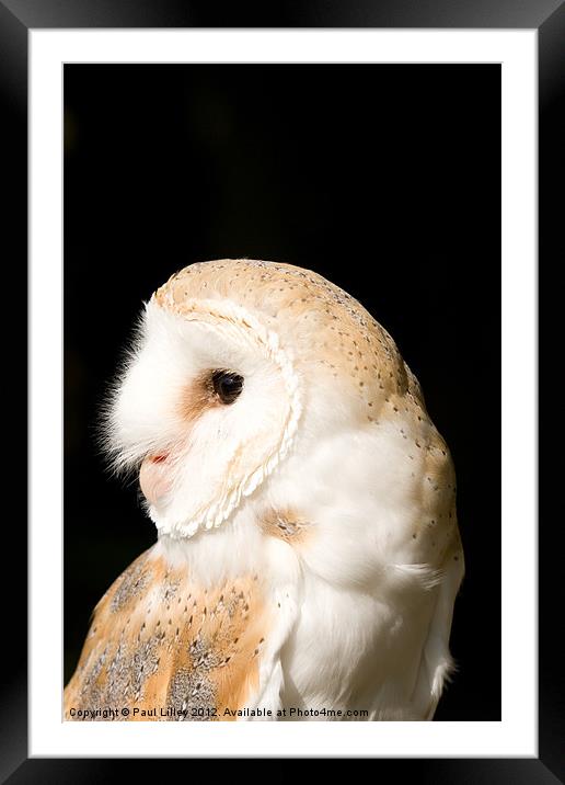 Barn Owl (Tyto alba) Framed Mounted Print by Digitalshot Photography