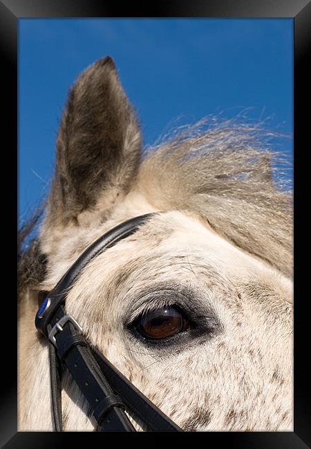 Majestic Connemara Pony Under the Clear Blue Sky Framed Print by Digitalshot Photography