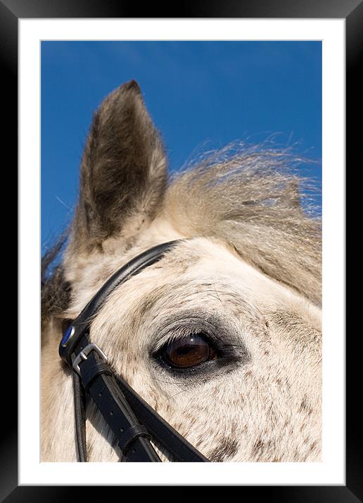 Majestic Connemara Pony Under the Clear Blue Sky Framed Mounted Print by Digitalshot Photography
