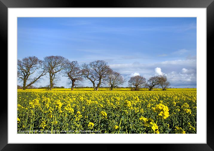 Sunny Delight Framed Mounted Print by Digitalshot Photography