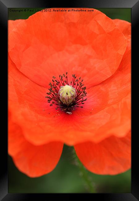 Vibrant Red Poppy Blooming in Norfolk Framed Print by Digitalshot Photography