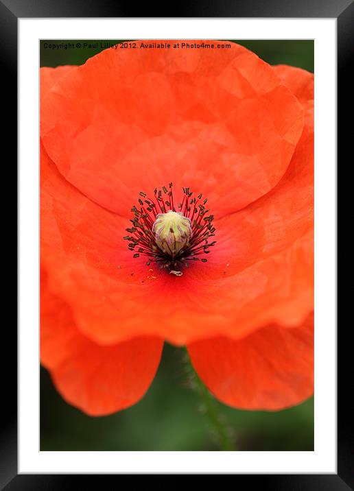 Vibrant Red Poppy Blooming in Norfolk Framed Mounted Print by Digitalshot Photography
