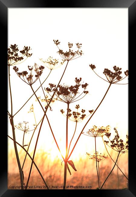 Cow Parsley (Keck) at Sunset. Framed Print by Digitalshot Photography