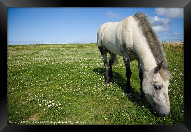 Majestic Connemara Pony Grazing in a Lush Field Framed Print by Digitalshot Photography