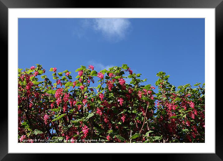 Flowering Current Framed Mounted Print by Digitalshot Photography