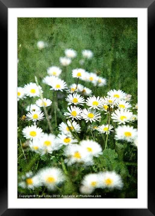 A Dazzling English Daisy Framed Mounted Print by Digitalshot Photography