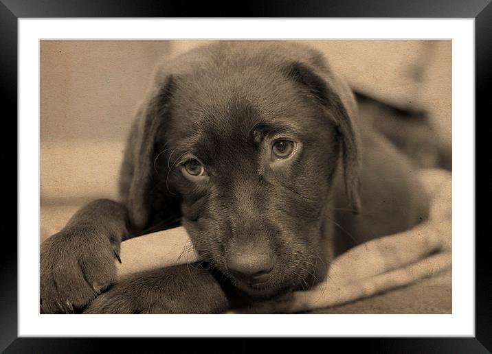 Chocolate Labrador Retriever Framed Mounted Print by Digitalshot Photography