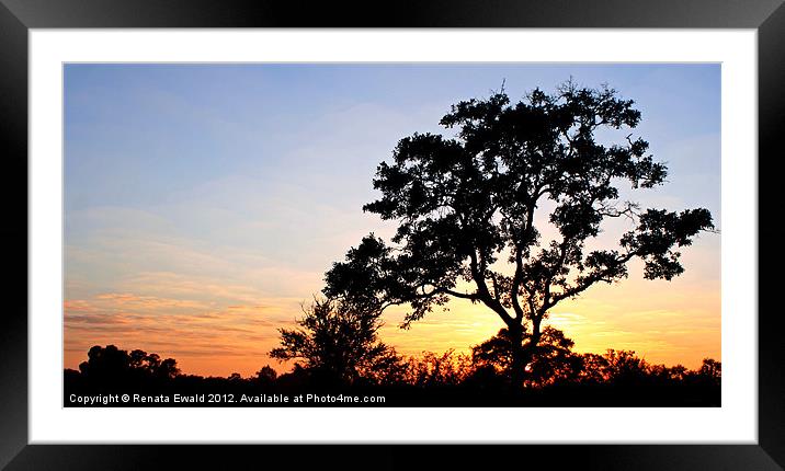 SILHOUETTE TREE @ SUNSET Framed Mounted Print by Renata Ewald