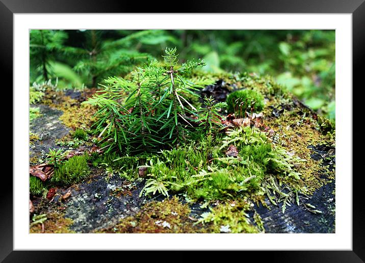 Tiny Forest Framed Mounted Print by Rachel Webb