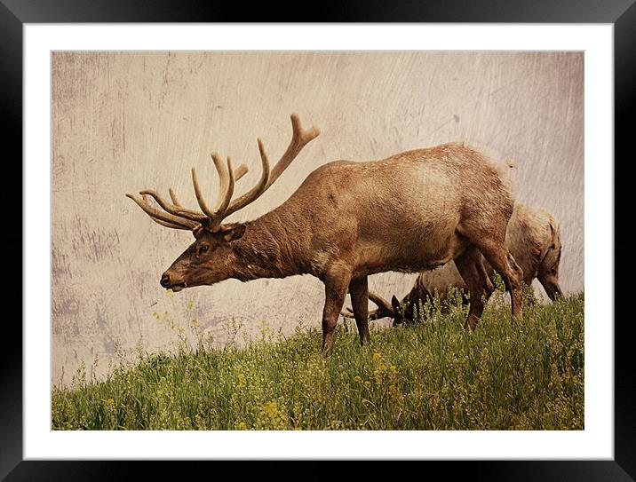 Elk on a Hill Framed Mounted Print by Rachel Webb