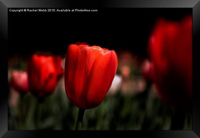  Red Tulips Framed Print by Rachel Webb