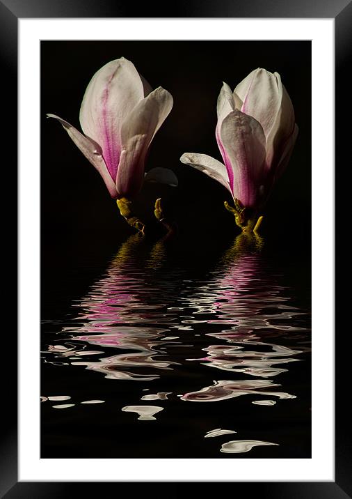 Magnolia iPhone Case Framed Mounted Print by pixelviii Photography