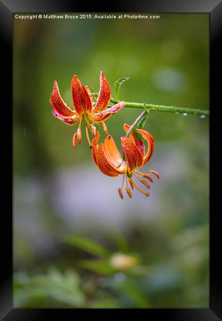 Spring Floral 1 - Lily Framed Print by Matthew Bruce