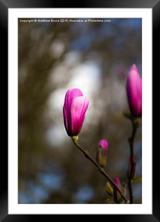  Spring Floral 4 - Magnolia Framed Mounted Print by Matthew Bruce