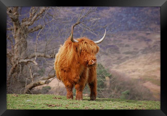 Highland Cattle Framed Print by james green