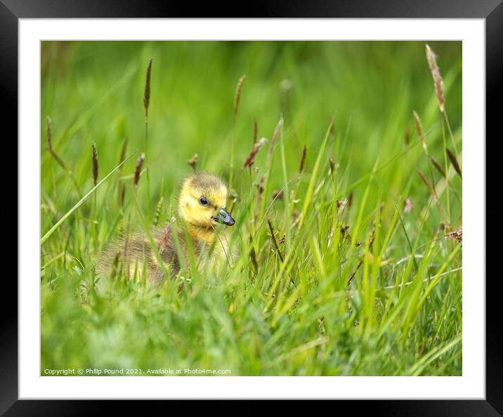 Gosling in the grass Framed Mounted Print by Philip Pound