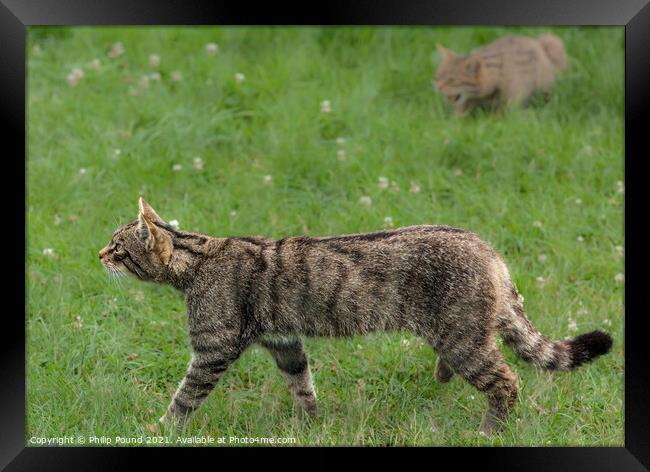 A Scottish Wildcat walking on grass Framed Print by Philip Pound