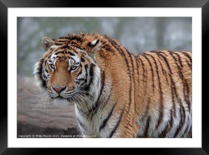 Tiger Framed Mounted Print by Philip Pound