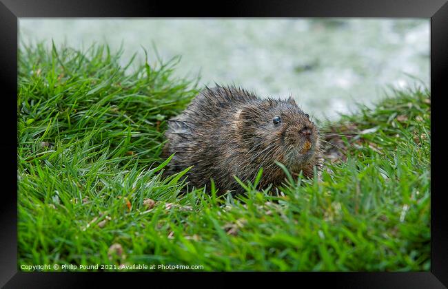 Water vole on a grassy bank near a river Framed Print by Philip Pound