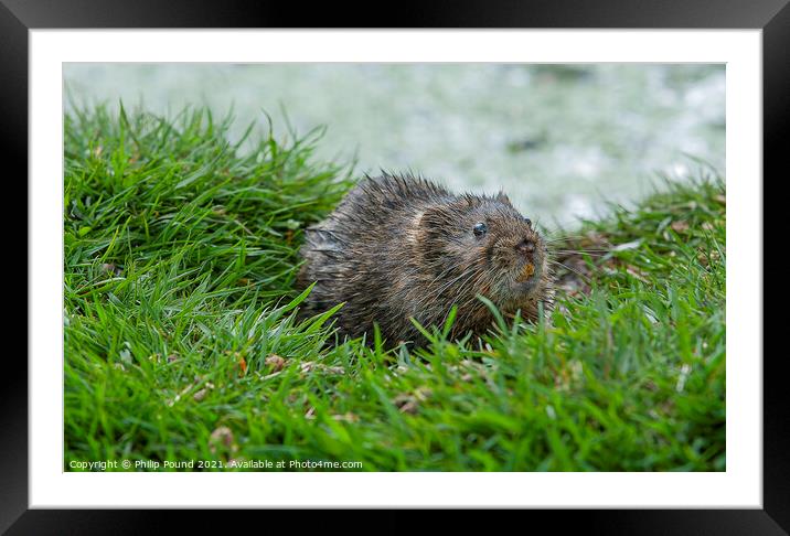 Water vole on a grassy bank near a river Framed Mounted Print by Philip Pound
