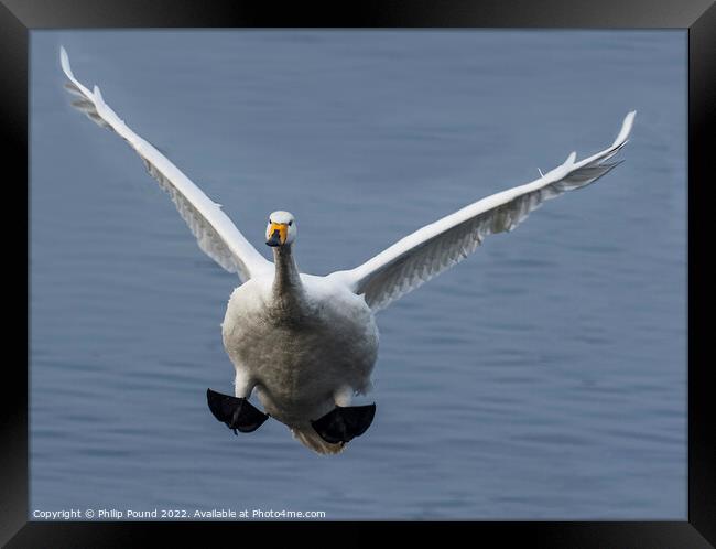 Whooper Swan Landing Framed Print by Philip Pound