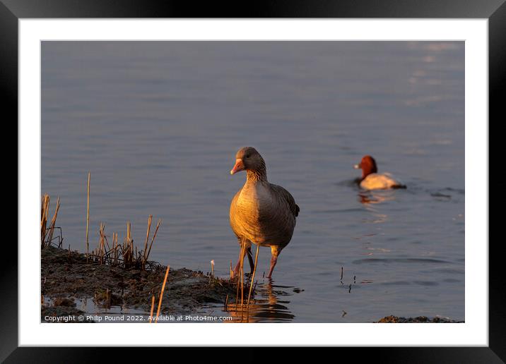 Grey Lag Goose at Sunset Framed Mounted Print by Philip Pound