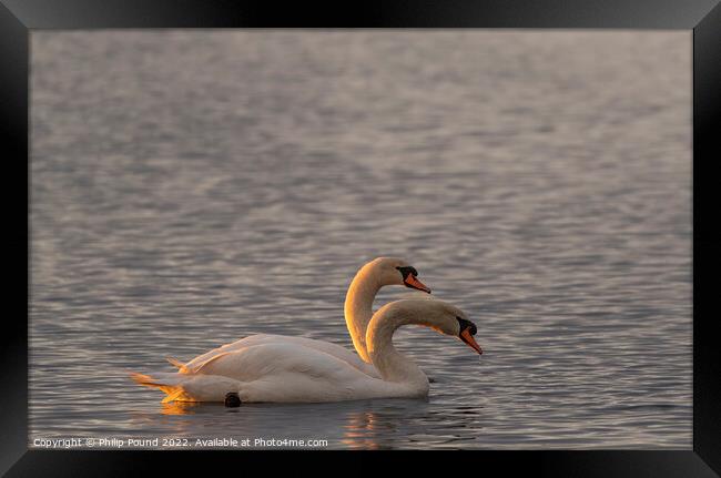Two mute swans at sunset Framed Print by Philip Pound