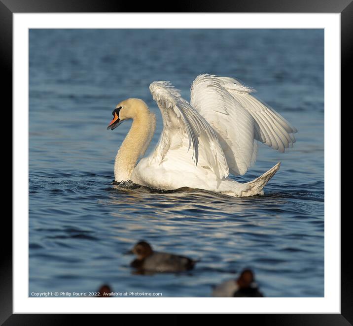 Mute Swan Busking Framed Mounted Print by Philip Pound
