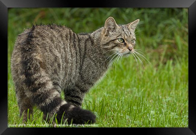 Scottish Wildcat Framed Print by Philip Pound