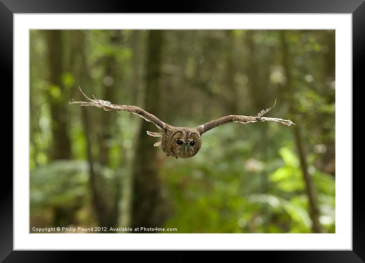 Tawny Owl in Flight Framed Mounted Print by Philip Pound