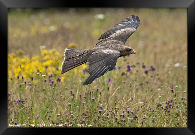Black Kite in Meadow Framed Print by Philip Pound
