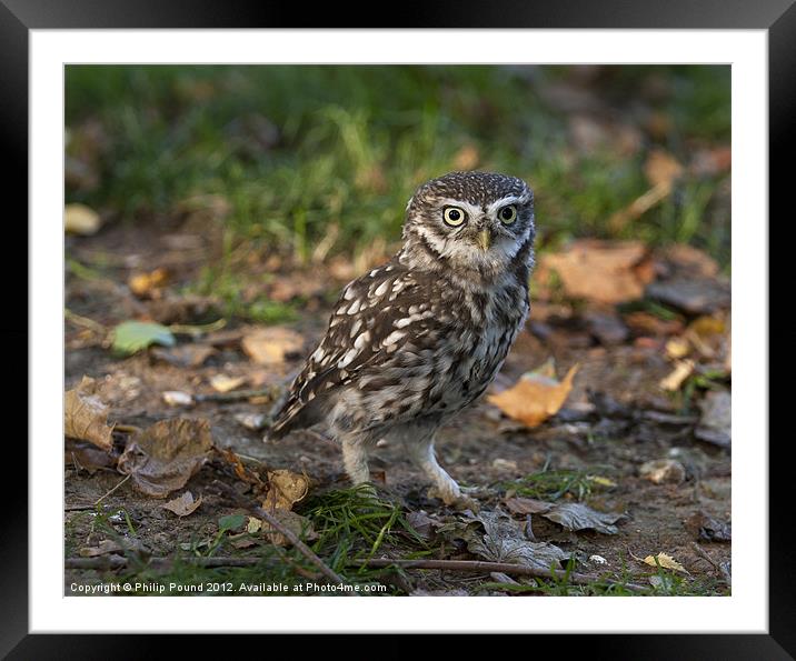 Little Owl on the ground Framed Mounted Print by Philip Pound